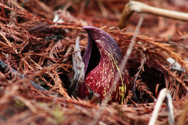 Red and green pointy flower poking out of cedar needles