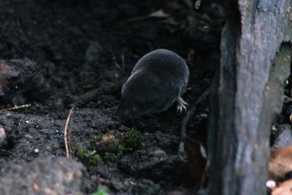 Small, gray shrew in the center of the frame standing on dirt.