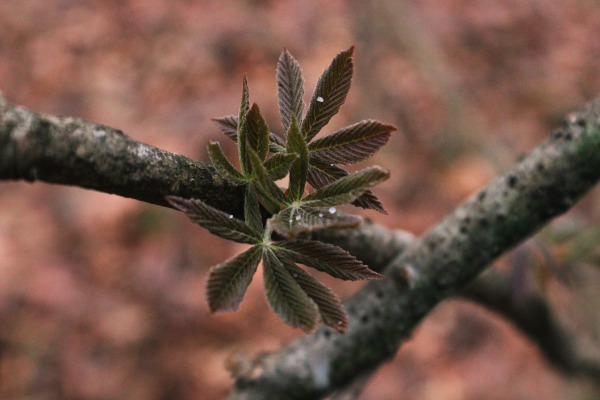 A branch with small purplish buckeye leaves growing from it