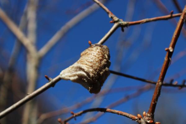 Bare twigs with a round mantis egg case attached to one of the twigs