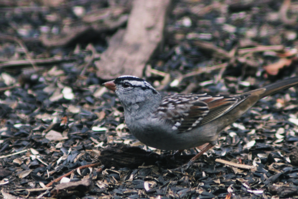 Small gray bird with a black and white striped head sitting on the ground