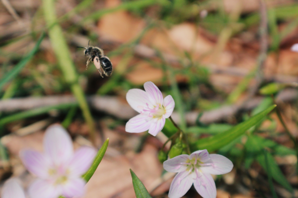 Small black bee flying away from a pink flower.