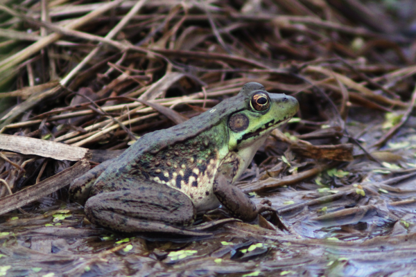 large, green and brown frog on the edge of the water
