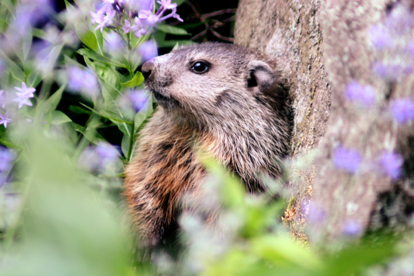A groundhog sitting up with its back against a boulder and purple flowers in front of it
