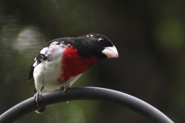 Black, white, and red bird with a thick beak perched on a metal hook
