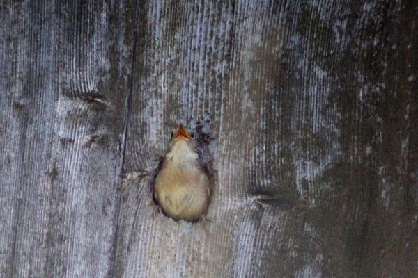 Small brown bird singing inside a hole on the side of a wooden building