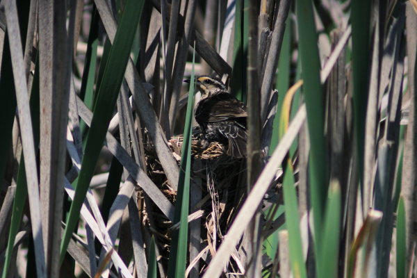 Brown streaky bird perched on the edge of a nest made of grasses with brown and green cattails surrounding