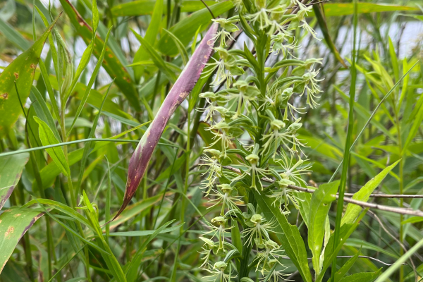 A spike of fringed flowers that are greenish white surrounded by grasses