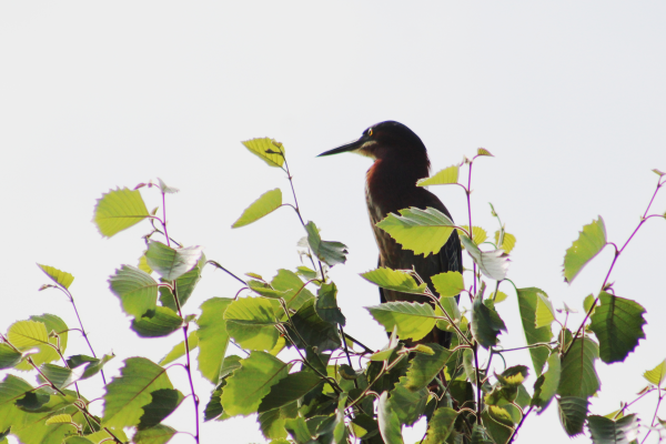 Heron perched on top of a sunny tree top