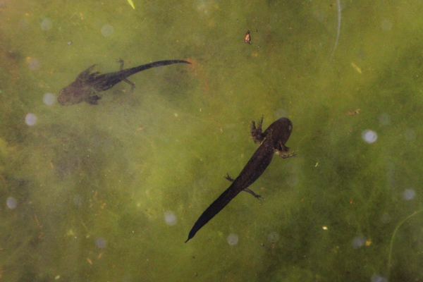 Two salamander larvae underwater over a background of green algae