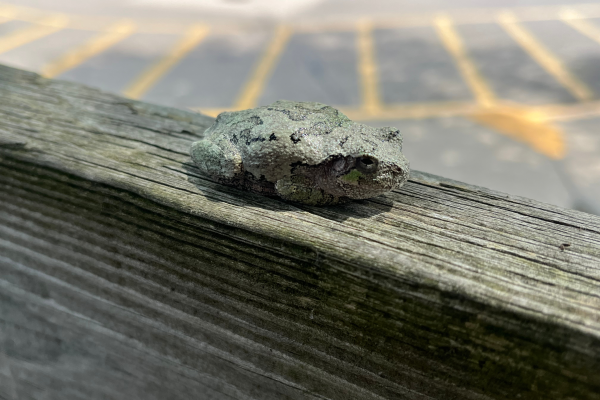 Gray frog laying on the wooden railing of a deck and blending in