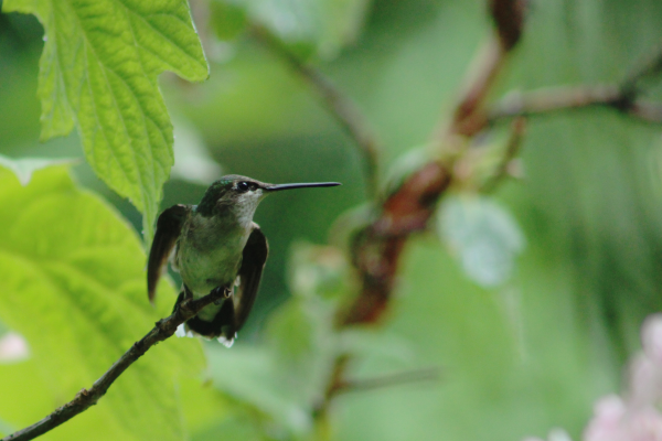 Female hummingbird perched on a small branch about to take off
