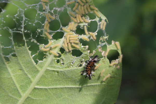 Many tiny caterpillars on the underside of a leaf with many holes through it