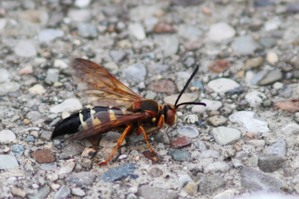 close up of a large black, yellow, and red wasp on a gravel sidewalk