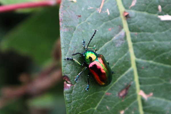 Close up of a shiny rainbow beetle on a leaf