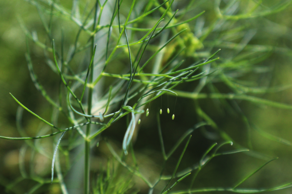 Several small, green, oval-shaped eggs on thin stalks hanging below a dill leaf.