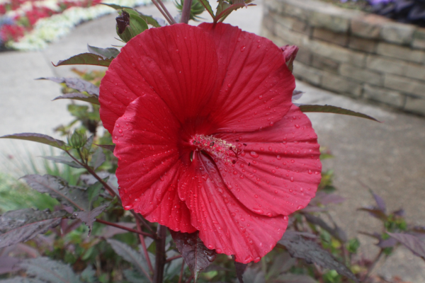 Huge, red hibiscus flower in the center of the frame.
