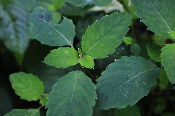 Close up of leaves with water droplets along the edge of each leaf