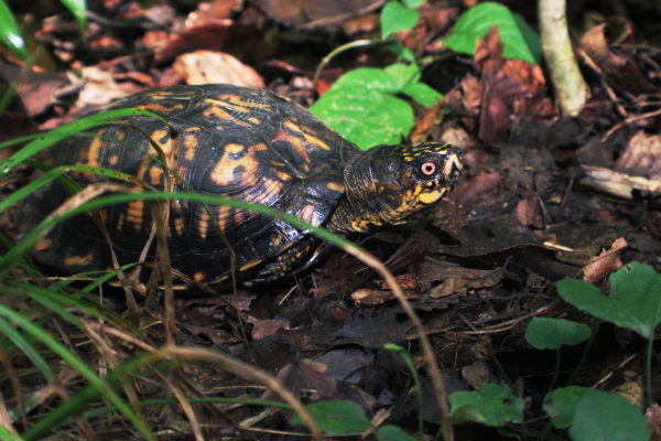 Black and yellow turtle with red eyes on the forest floor next to some small plants