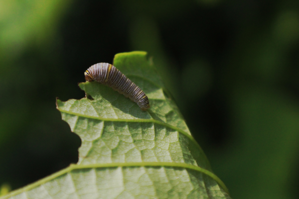 Small striped caterpillar on the edge of a leaf that has been partially eaten
