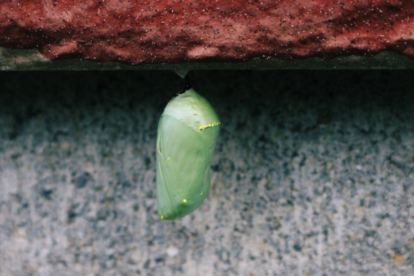 Close up of a pale green butterfly chrysalis hanging from beneath a brick