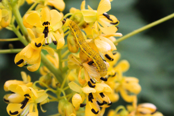 Bright yellow catepillar in the middle of yellow flowers