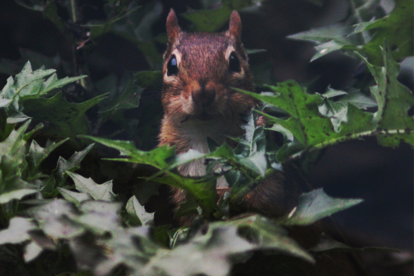A chipmunk peers through dense leaves