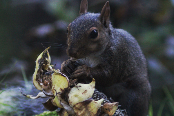 Close up of crouched squirrel eating sunflower seeds