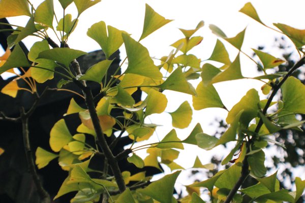 Green ginkgo leaves from below turning yellow with the sky in the background