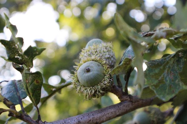 Close up of a twig with some green leaves and two green large acorns in the center attached to the twig