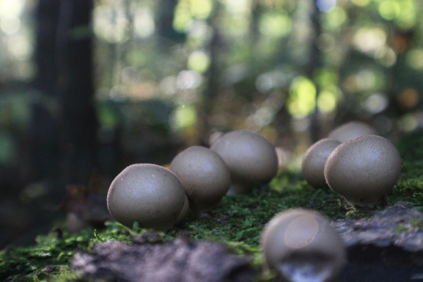 A cluster of round puffball mushrooms growing from a log in the woods