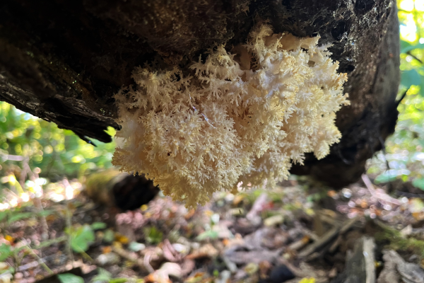 White branched fungus beneath a log