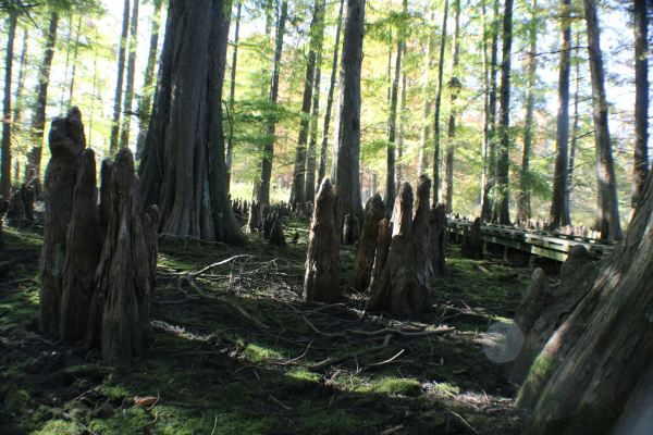 Dried up swamp with tree knees coming up out of the ground and tree trunks