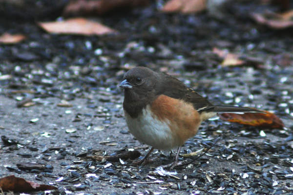 Close up of brown, orange, and white bird standing on concrete with bird seed scattered around on the ground