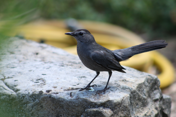 Gray Catbirds