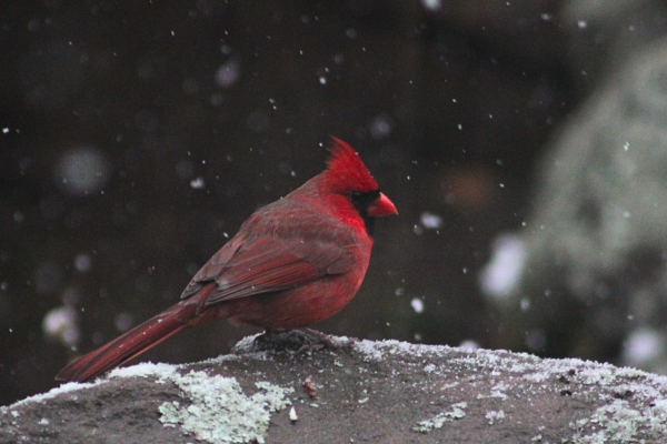 Cardinal