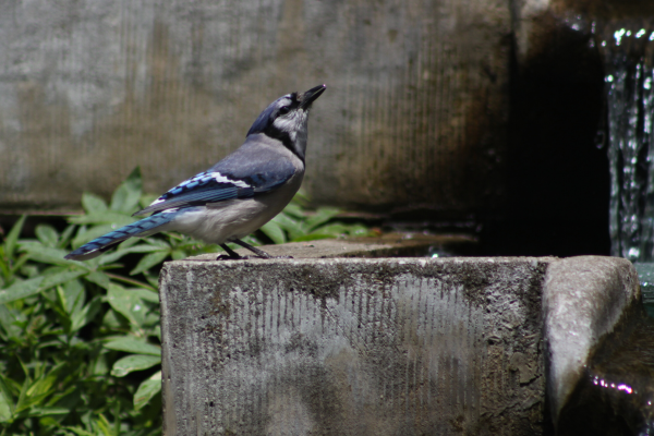 Blue Jay