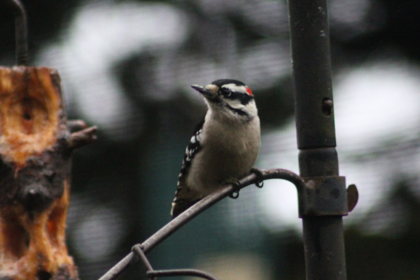 Downy Woodpecker
