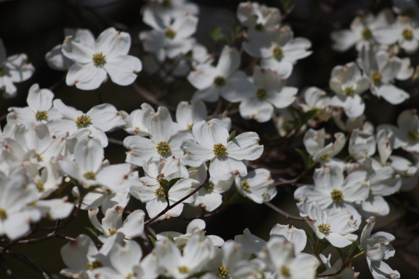 Dogwood