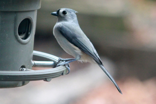 Tufted Titmouse