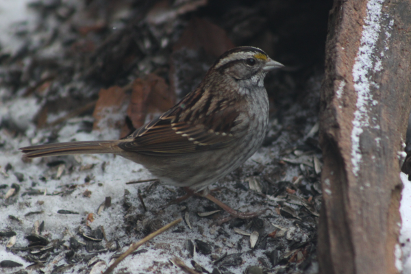 Tan-striped white-throated sparrows