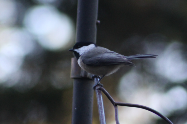 Carolina Chickadee