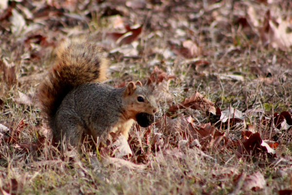 Fox Squirrel