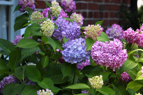 Hydrangea