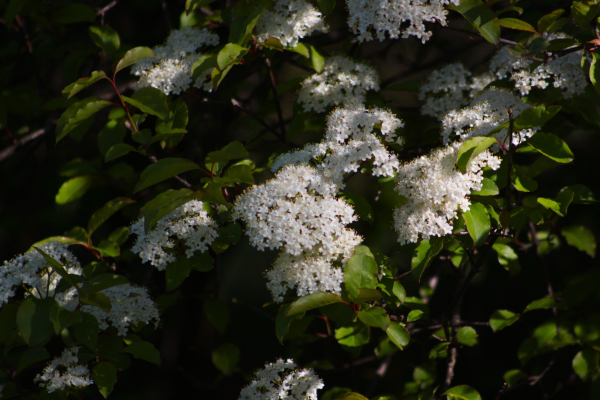 Viburnum