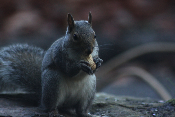 Gray Squirrel