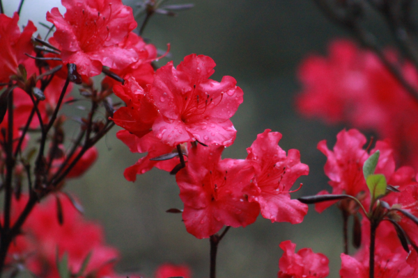 Azalea