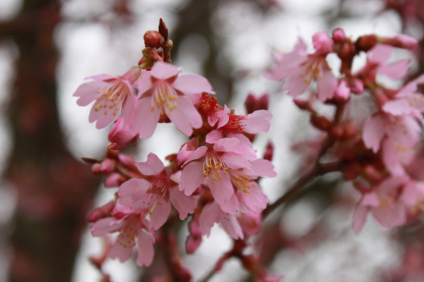 Flowering Cherry