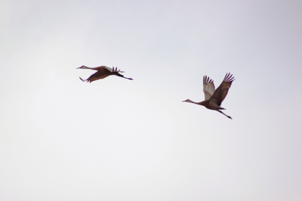 Sandhill Crane