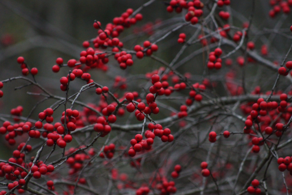 American Holly